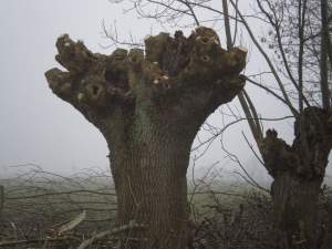 frisch geschneitelter Kopfbaum