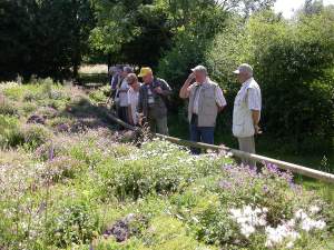Blumenwiese Nettetal