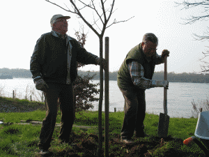 Pflanzung einer Kastanie hinter dem Dorfgemeinschaftshaus