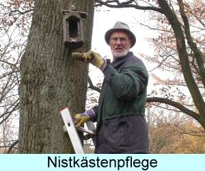 Nistkästenpflege