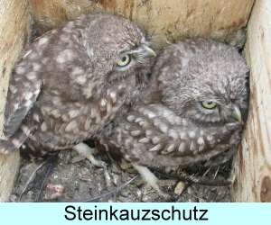 Steinkauzschutz