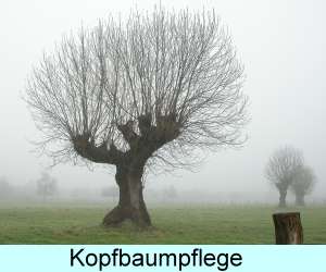 Kopfbaum