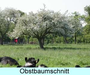 Obstbaumschnitt