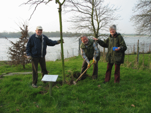 ... Kastanienpflanzung