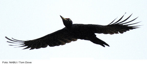 fliegender Schwarzspecht