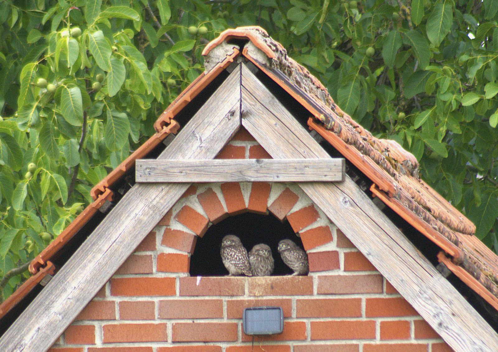 steinkauzgemeinschaft