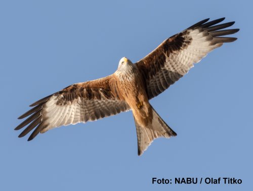 Rotmilan im Segelflug