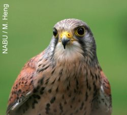 Turmfalke, Männchen