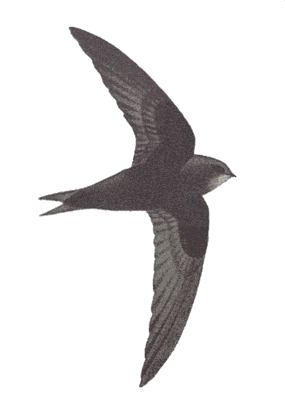 Mauersegler