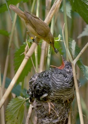 Teichrohrsänger und junger Kuckuck